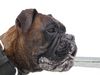 Boxer Hund