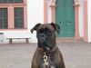 Boxer Hund