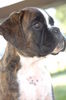 Boxer Foto: Bonsai vom Auenthal (ID 40539) Boxer Hund