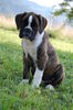 Boxer Foto: Bonsai vom Auenthal (ID 40540) Boxer Hund
