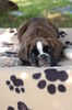 Boxer Foto: Bonsai vom Auenthal (ID 40541) Boxer Hund