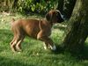 Boxer Hund