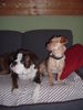 Boxer Foto: Diabo und Spike (ID 27949) Boxer Hund