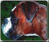 Boxer Hund