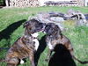 Boxer Foto: Boxerhündin Luna mit Freund Pinto (ID 30661) Boxer Hund