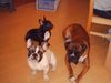Boxer Hund