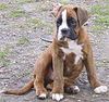 Boxer Hund