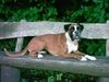 Boxer Foto: Ornelaa Wayk (ID 15065) Boxer Hund