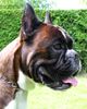 Boxer Foto: fargo von reichersberg (ID 40593) Boxer Hund