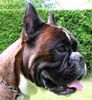 Boxer Hund