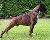 Boxer Foto: fargo von reichersberg (ID 40594) Boxer Hund