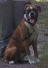 Boxer Foto (ID 37122) Boxer Hund