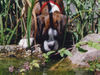 Boxer Foto: Wo ist denn der Fisch oder Frosch ? (ID 30749) Boxer Hund