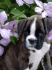 Boxer Hund