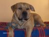 Boxer Hund