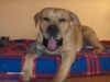 Boxer Hund