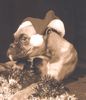 Boxer Hund