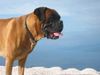 Boxer Hund