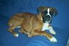 Boxer Hund
