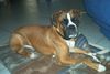 Boxer Hund