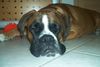 Boxer Hund