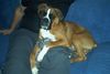 Boxer Hund