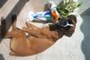 Boxer Hund