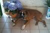 Boxer Hund