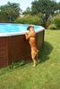Boxer Hund