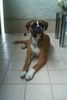 Boxer Hund