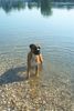Boxer Foto: Xanthos von der Grafschaft Lamberg (ID 7129) Boxer Hund