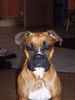 Boxer Foto (ID 36243) Boxer Hund