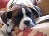 Boxer Hund