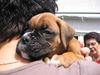 Boxer Foto: Lennox in den Babyschuhen (ID 39969) Boxer Hund