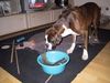 Boxer Foto: Blou (ID 15155) Boxer Hund