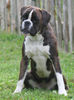 Boxer Foto: Cossi-Maus (ID 33048) Boxer Hund