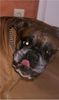 Boxer Foto: Rocky (ID 28953) Boxer Hund