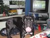 Boxer Foto: Henry (ID 12076) Boxer Hund