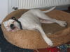 Boxer Foto: Relax (ID 32406) Boxer Hund