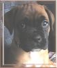 Boxer Hund