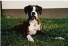 Boxer Foto: Cleo von der Boxermeute (ID 36690) Boxer Hund