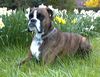 Boxer Hund