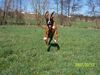 Boxer Foto: Cipo sollte mal ein Hase werden (ID 38079) Boxer Hund