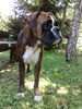 Boxer Foto: Beaty (ID 43165) Boxer Hund
