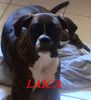 Boxer Foto (ID 12422) Boxer Hund