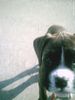 Boxer Foto: Leyla (ID 40398) Boxer Hund