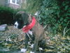Boxer Foto: Leyla (ID 40387) Boxer Hund