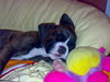 Boxer Foto: Leyla (ID 40397) Boxer Hund