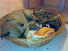 Boxer Foto: Sheila & diie kleiine Leyla ;D (ID 40351) Boxer Hund