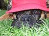 Boxer Hund